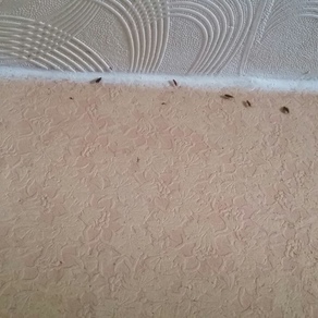 Выведение тараканов в квартире цена Красноярск