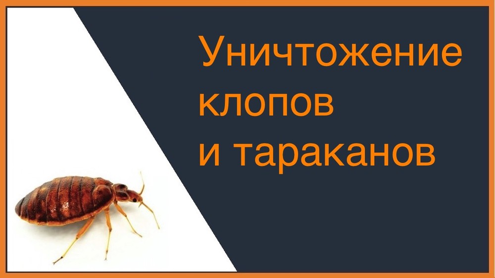 Уничтожение клопов и тараканов в Красноярске
