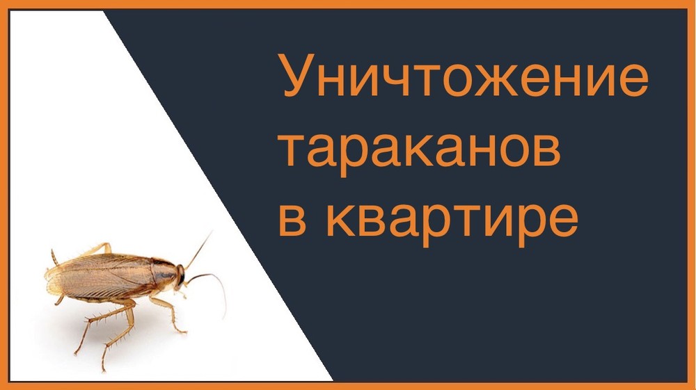 Уничтожение тараканов в квартире в Красноярске