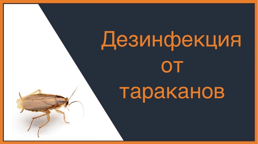 Дезинфекция от тараканов в Красноярске