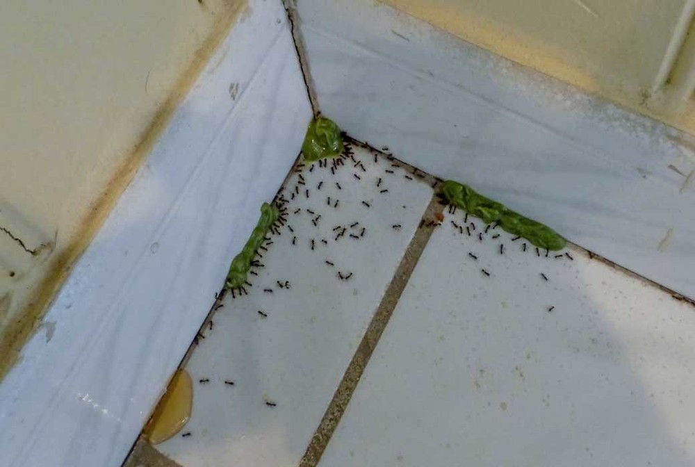 Обработка от муравьев в Красноярске