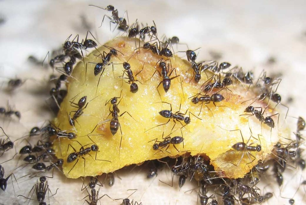 Уничтожение муравьев в квартире в Красноярске