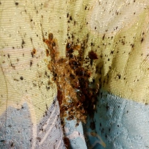 Уничтожение насекомых в Красноярске (гостинка)