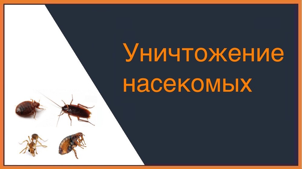 Уничтожение насекомых в Красноярске