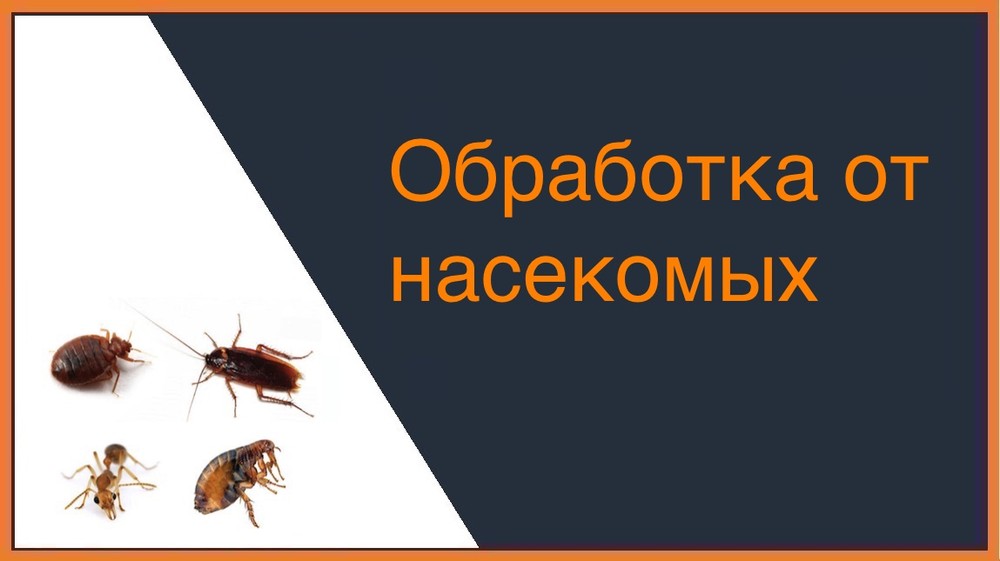 Обработка от насекомых в Красноярске
