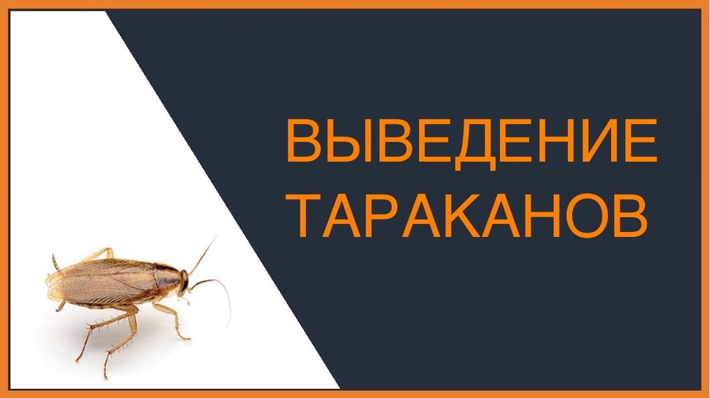Выведение тараканов в Красноярске