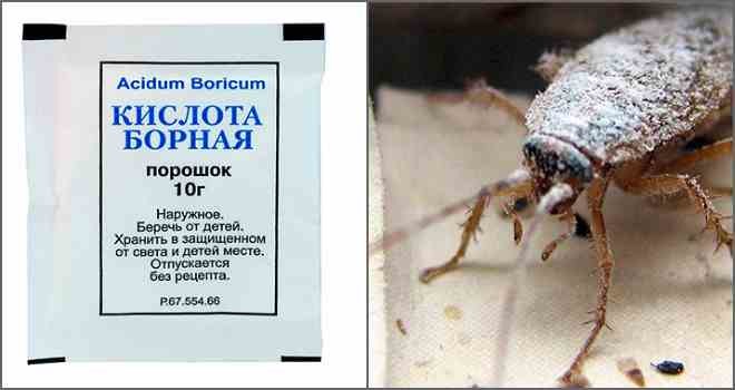 Борная кислота от тараканов – отзывы в Красноярске