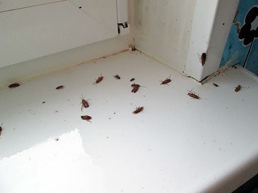 Дезинфекция от тараканов в Красноярске – цены